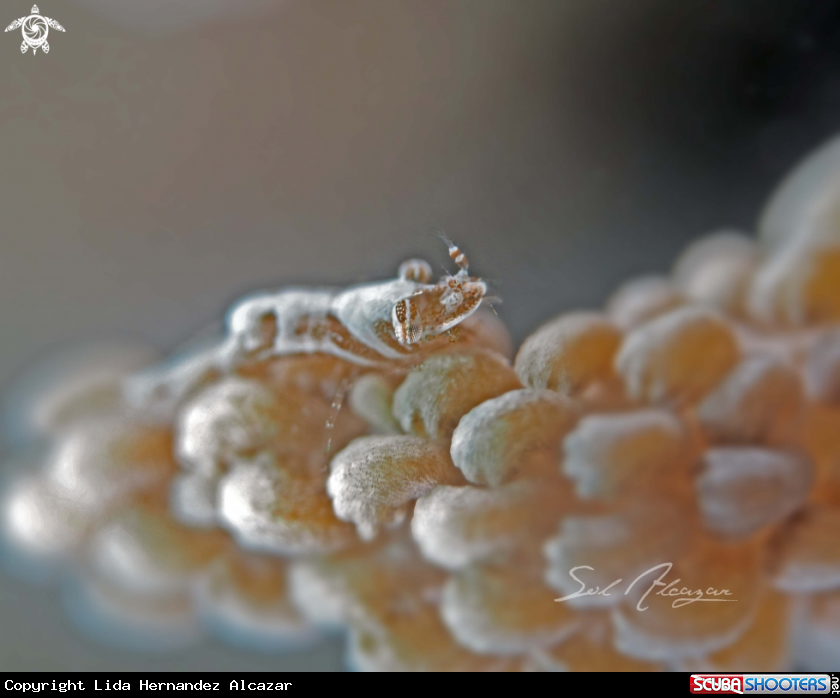 A soft coral shrimp