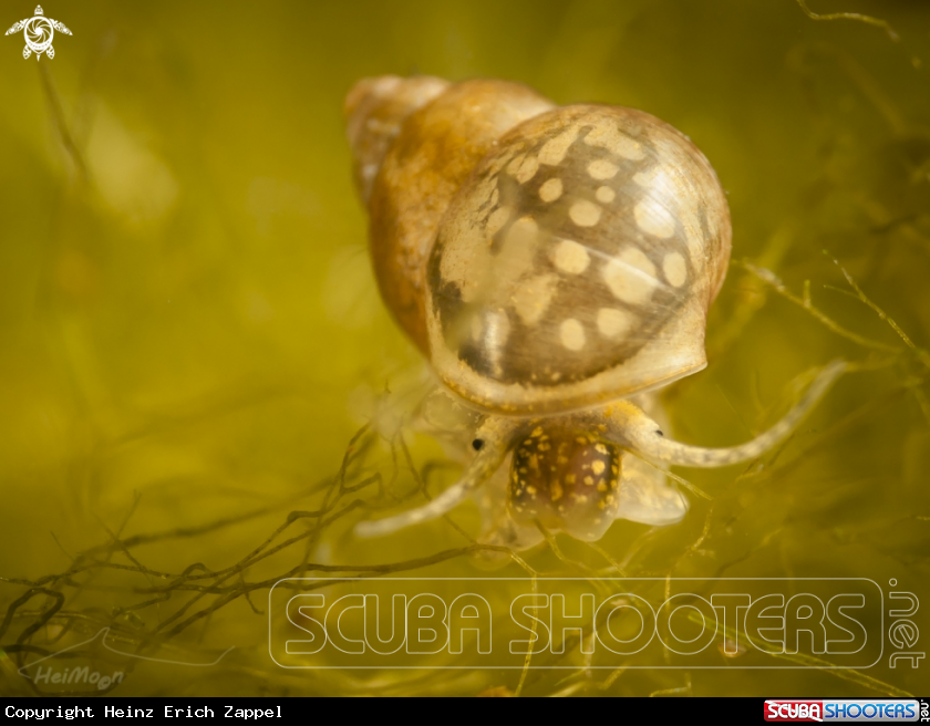 A Freshwater snail