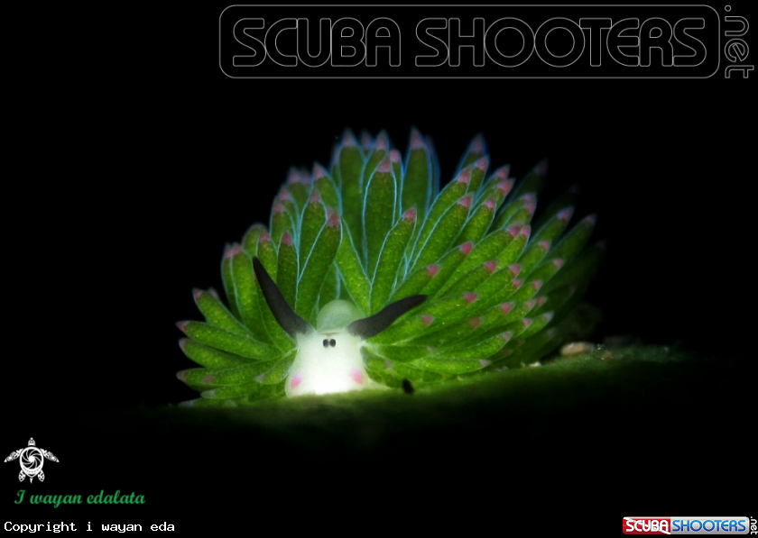 A Costasiella sp
