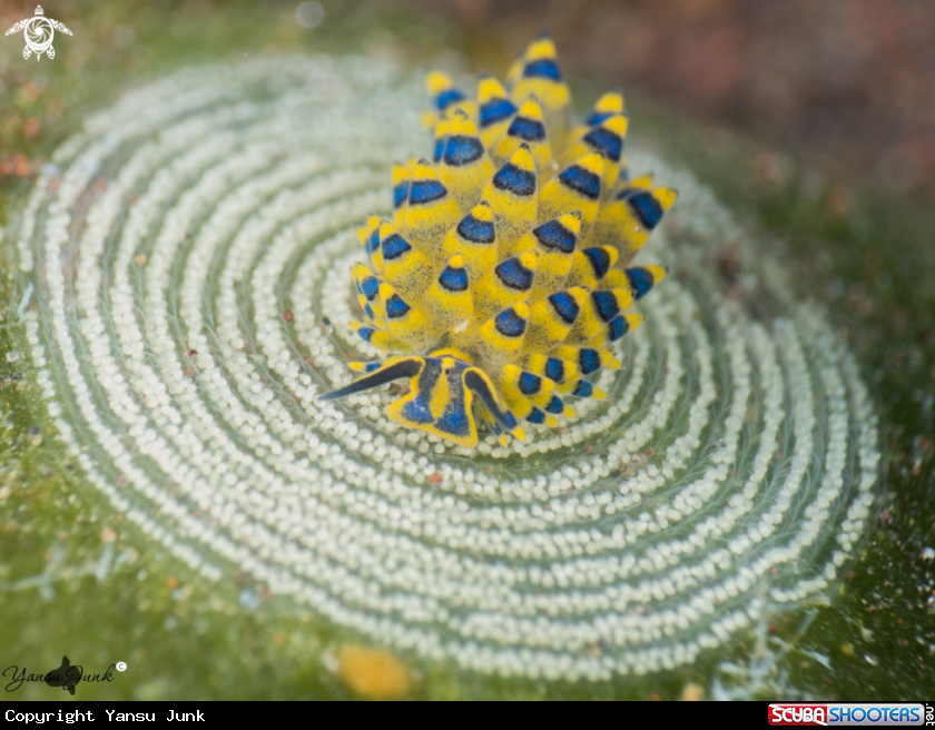 A Stilliger ornatus