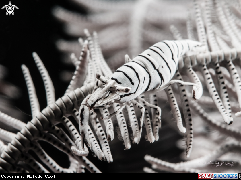 A periclimenes shrimp 