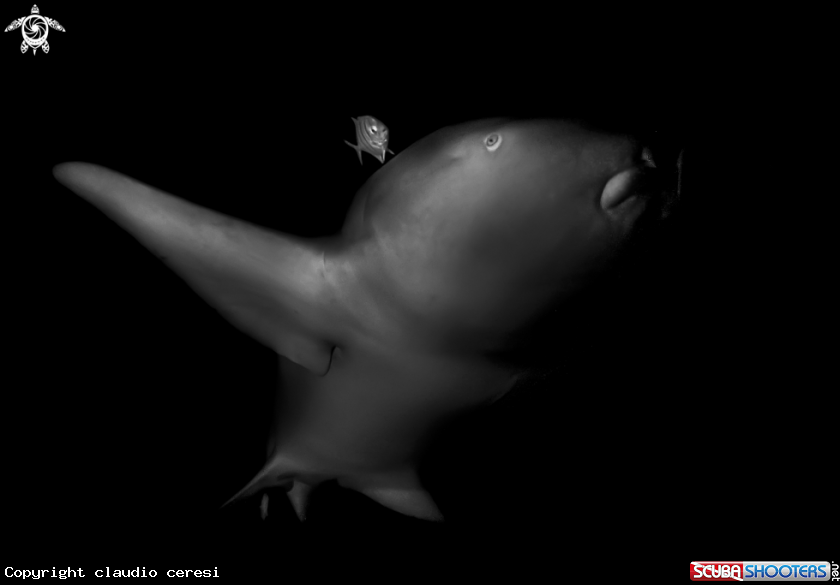 A Nurse shark &  junior 