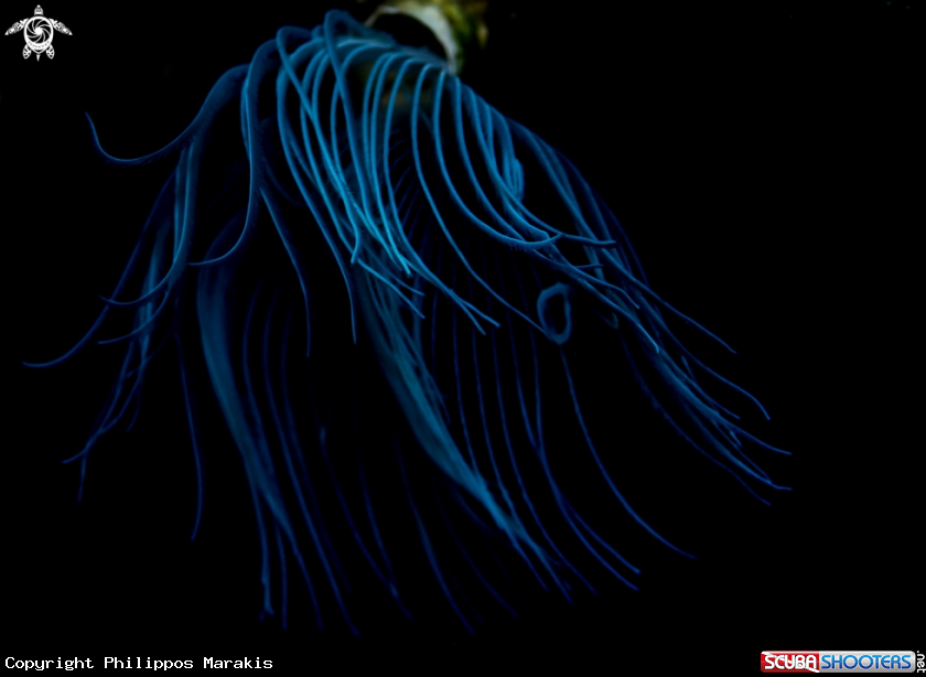 A spirographis