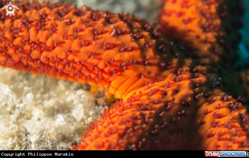 A Seastar
