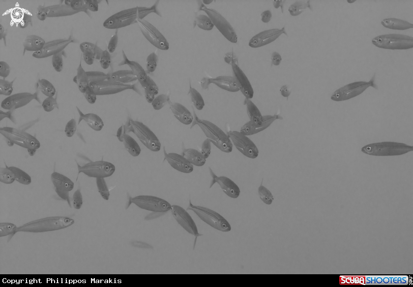 A school of fish
