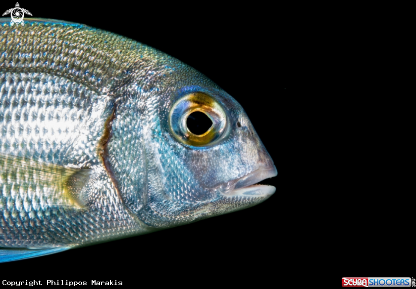 A fish