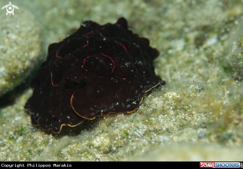 A Nudibranch