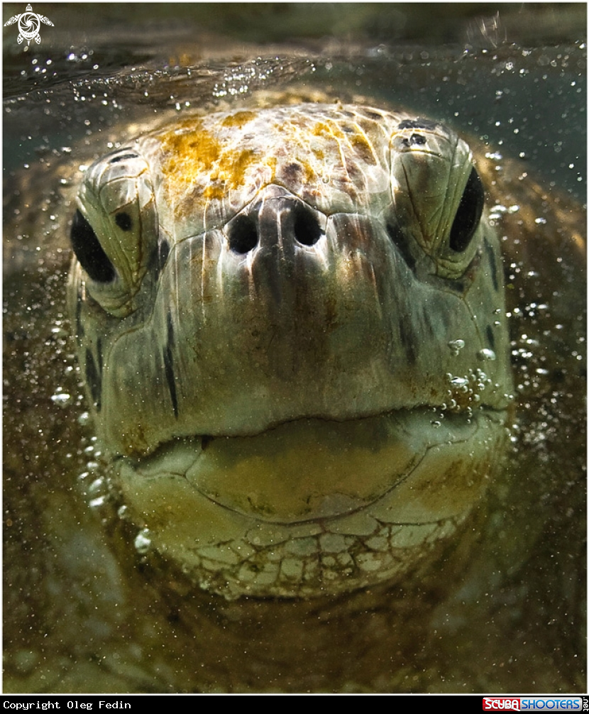 A Green turtle
