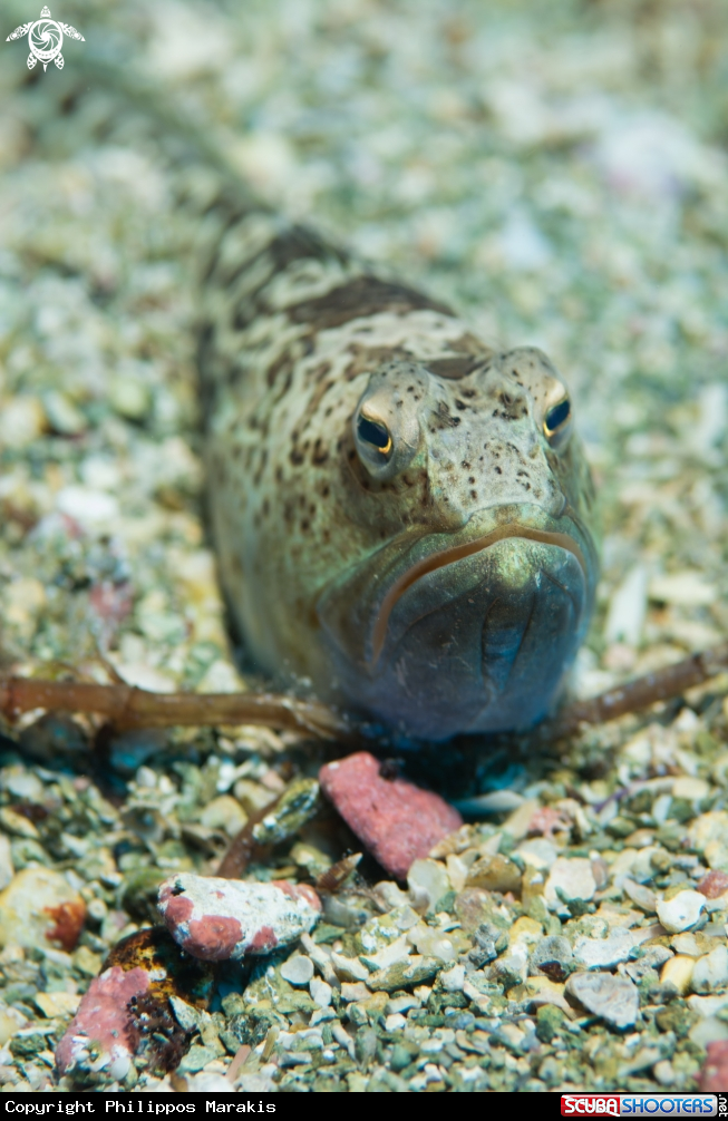 A fish