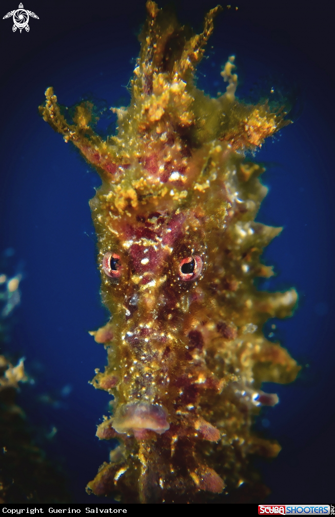 A Hippocampus