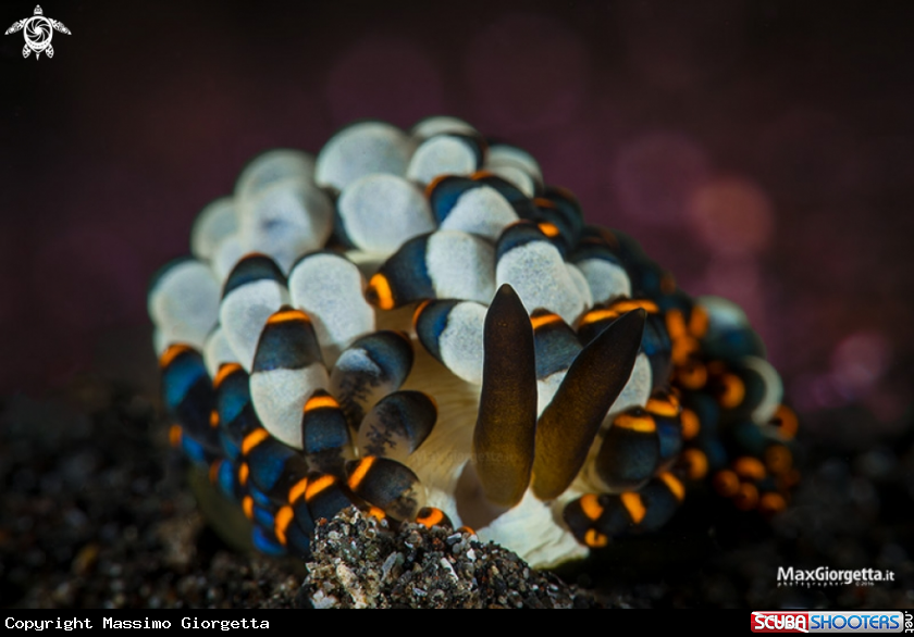 A nudi Tenellia sp.