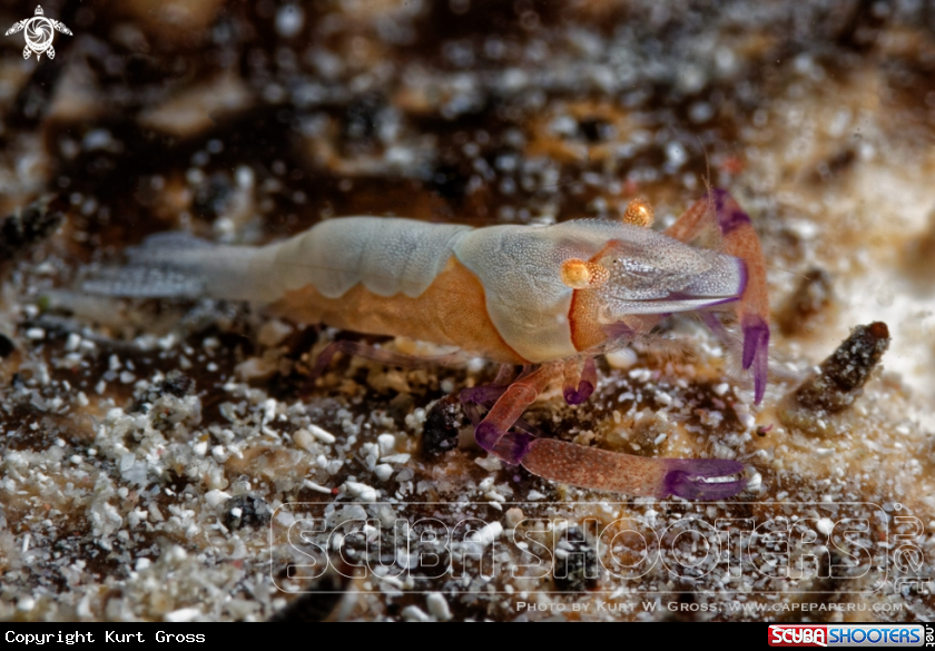 A Imperator shrimp