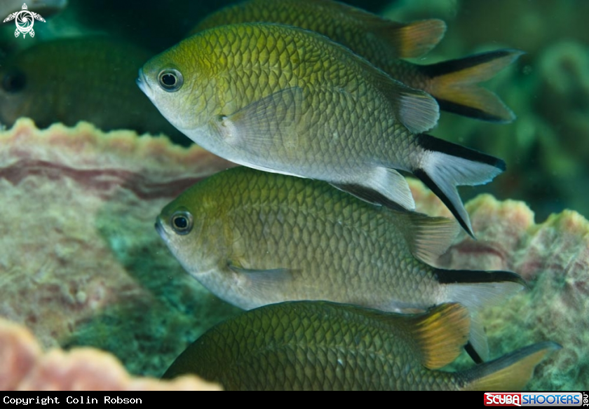 A reef fish