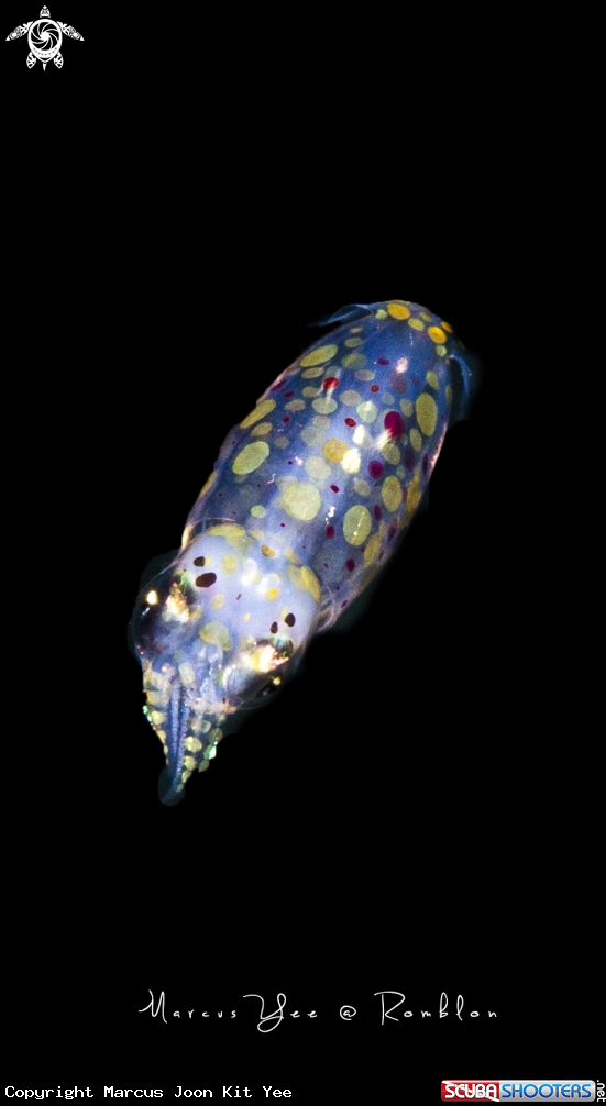 A Squid