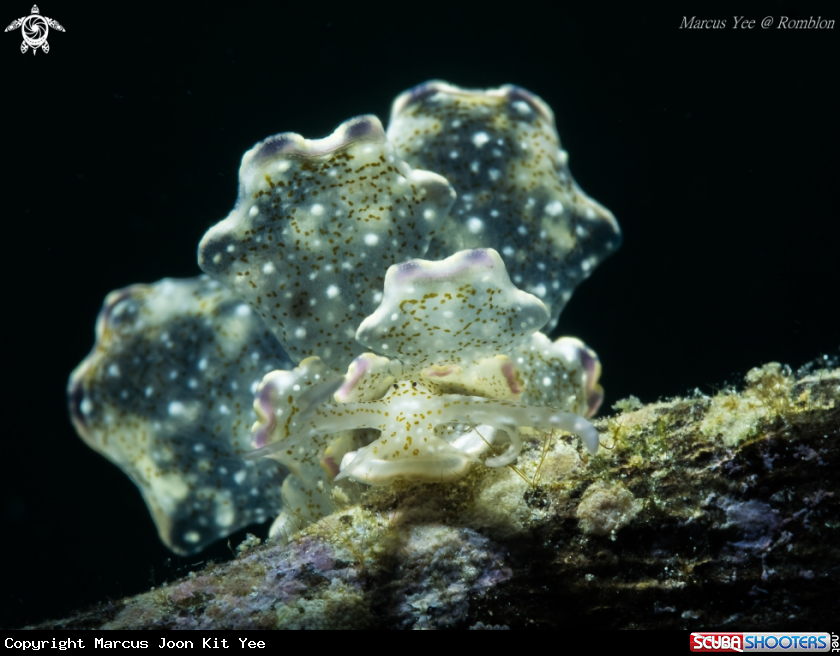 A Butterfly Nudi