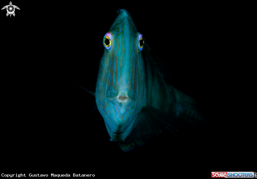 A Galán, Raor