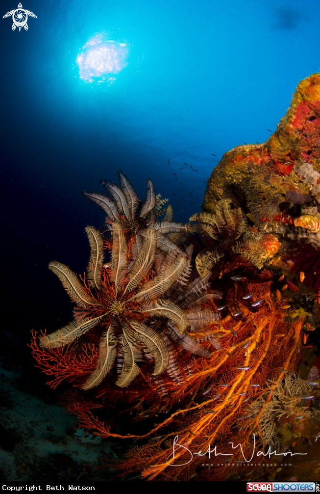 A Crinoid