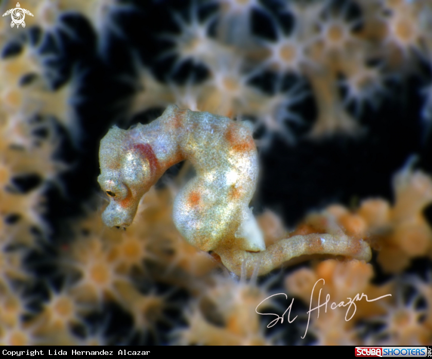 A denise pygmy seahorse