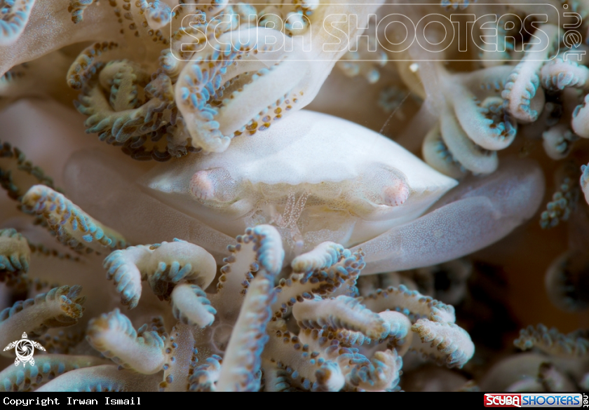 A Xenia Coral Crab