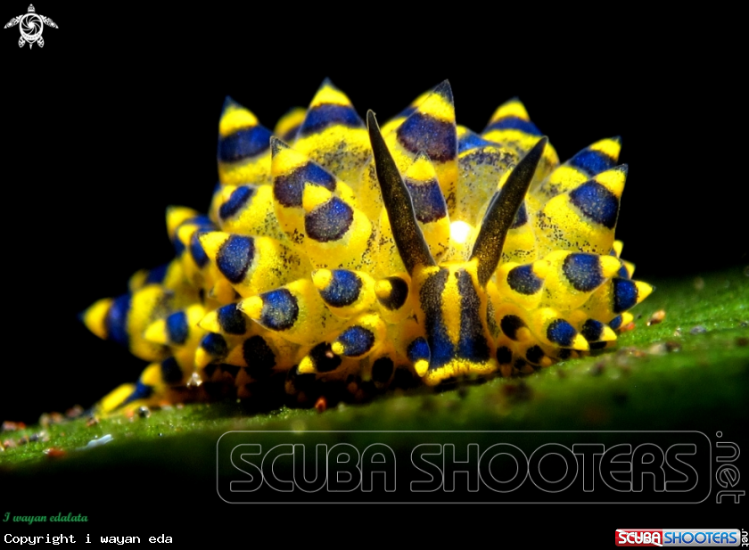 A Stilliger Ornatus