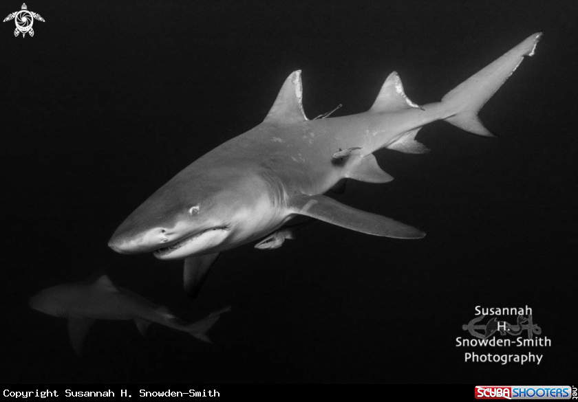 A Lemon Sharks