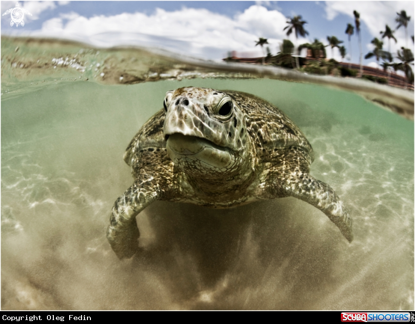A Green turtle