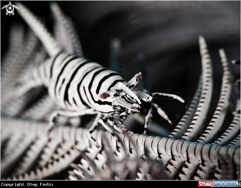 A Crinoid shrim