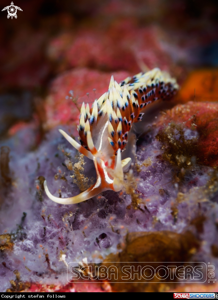 A Nudibranch