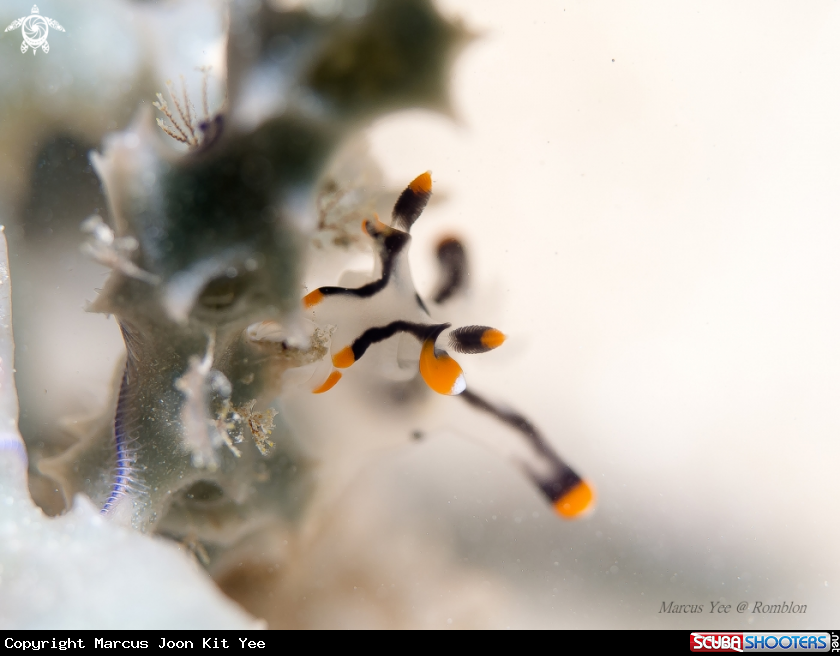 A Nudibranch