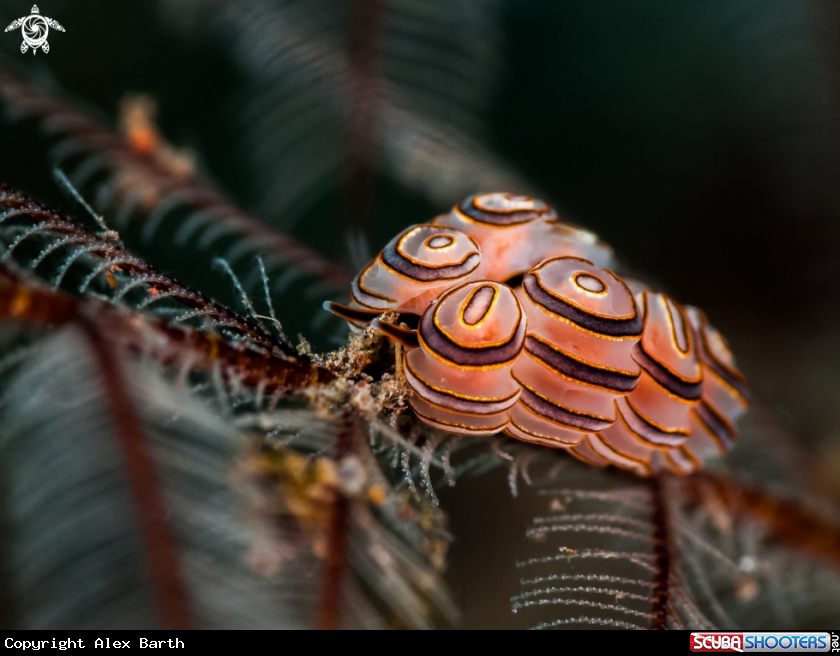 A Nudi