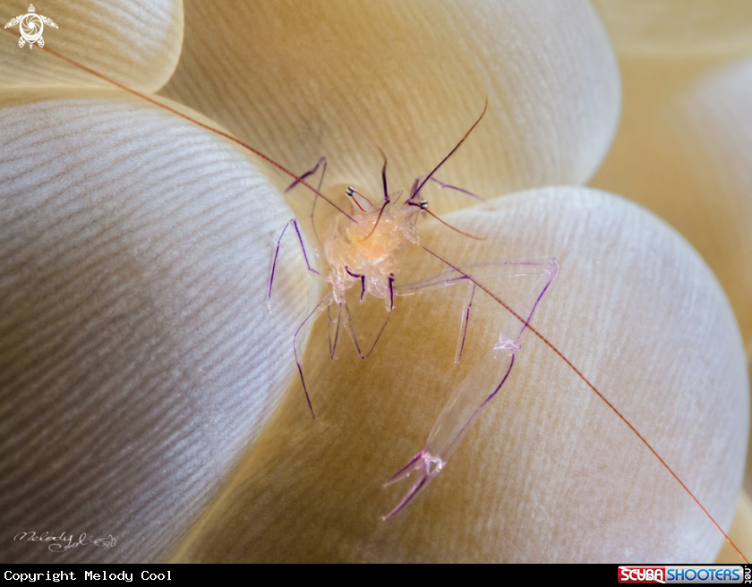 A Anemone shrimp 