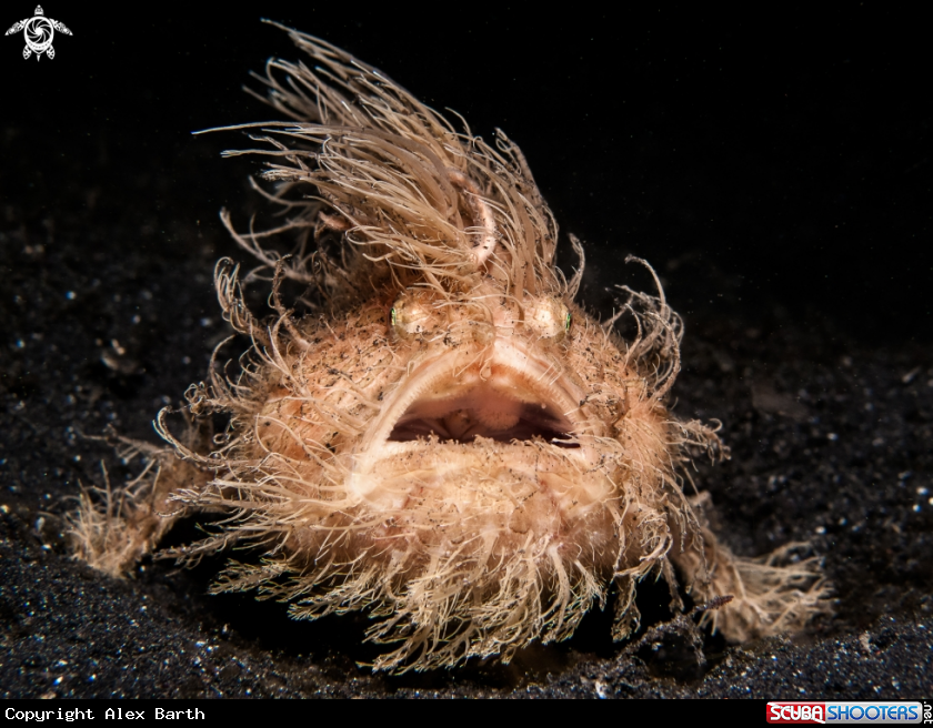 A Hairy Froggy