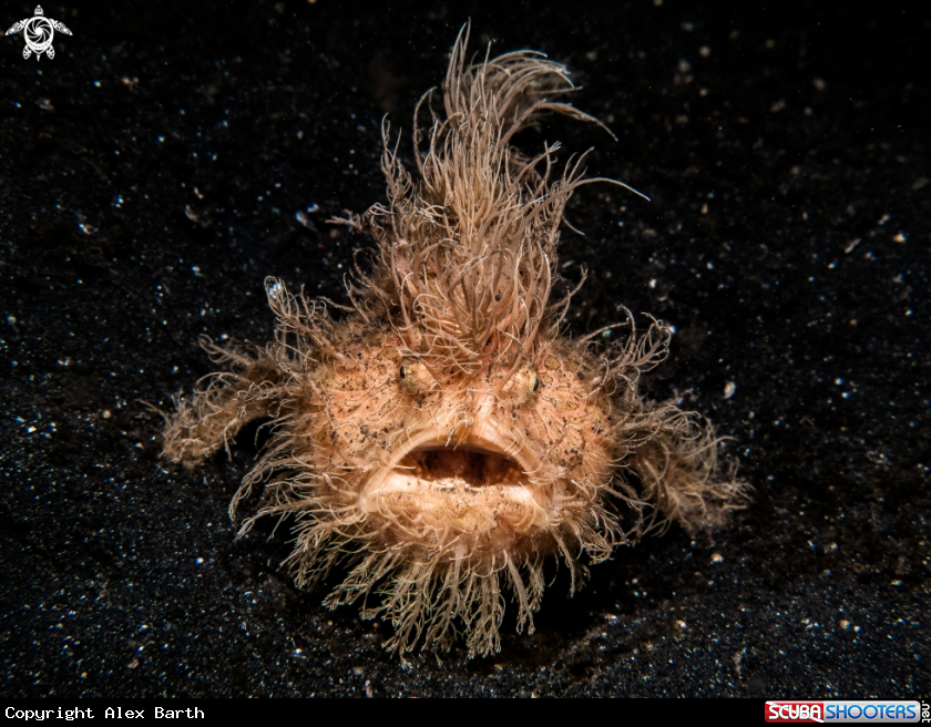A Hairy Froggy 2