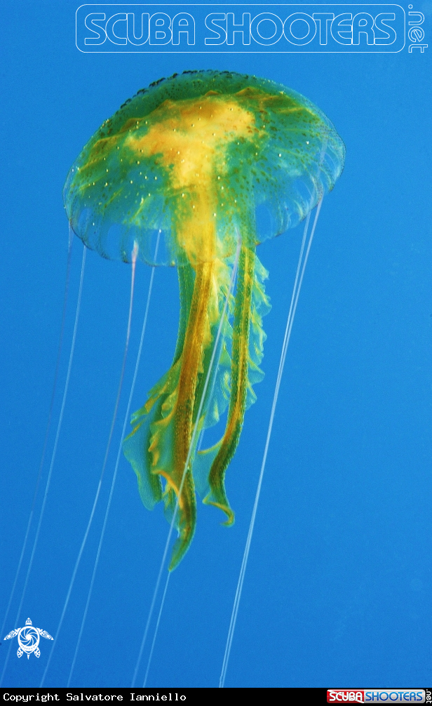 A underwater creature
