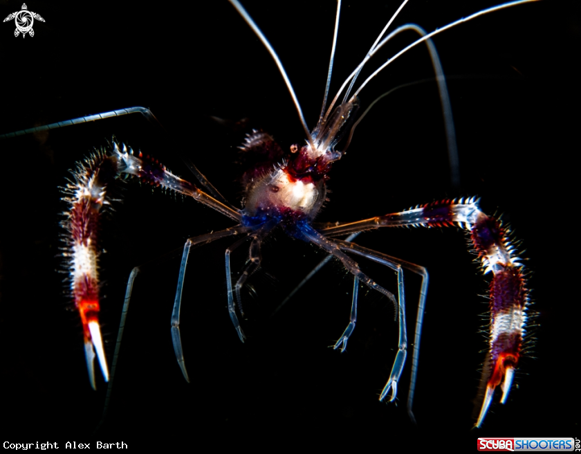 A Banded Shrimp