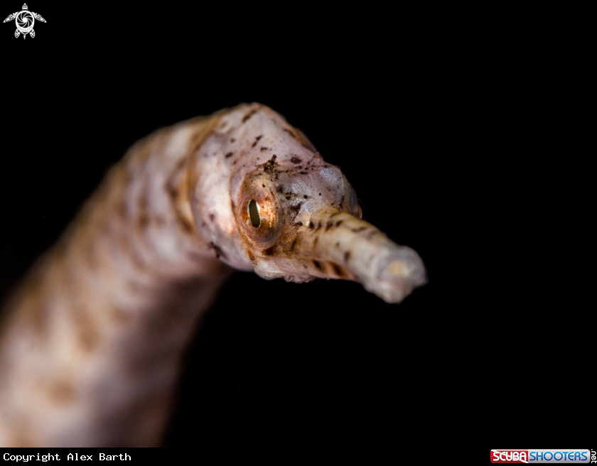 A Pipefish