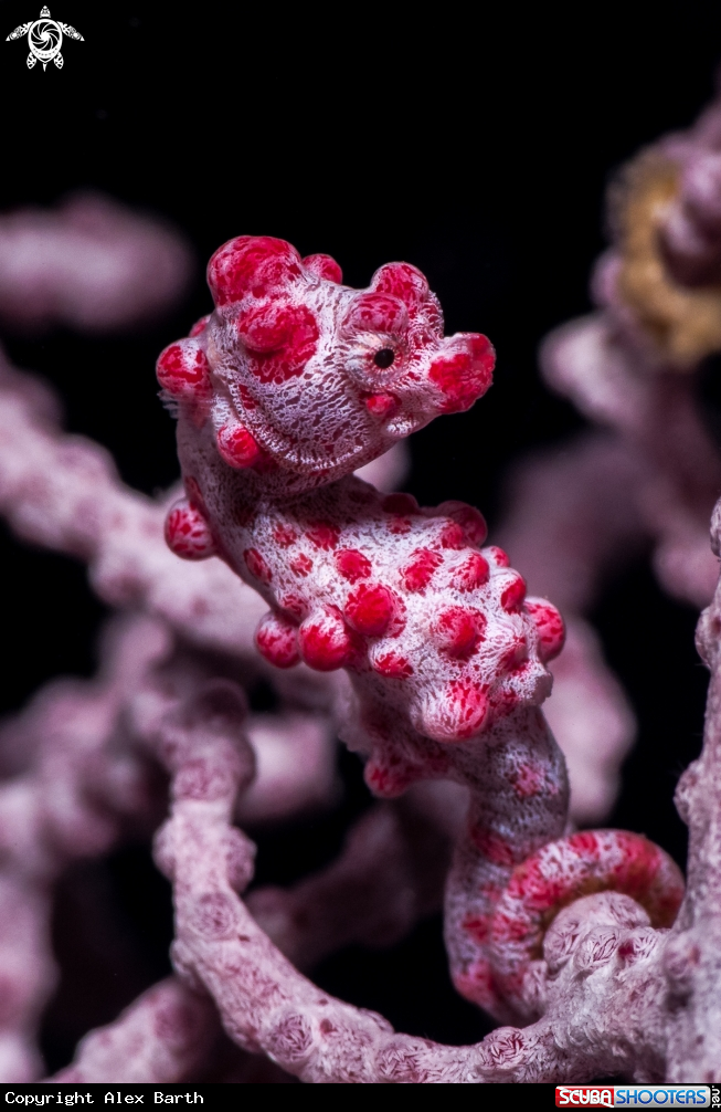 A Pygmy Seahorse