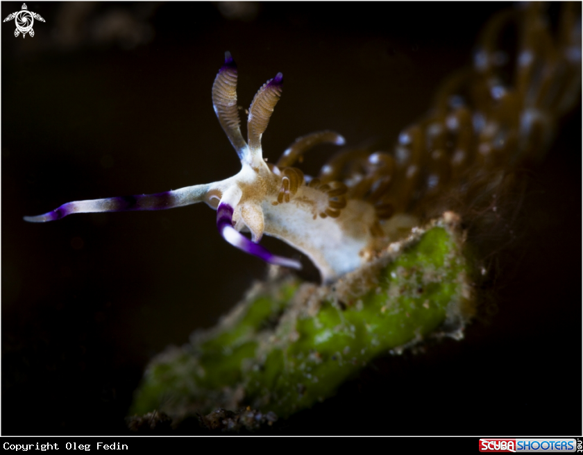 A underwater creature