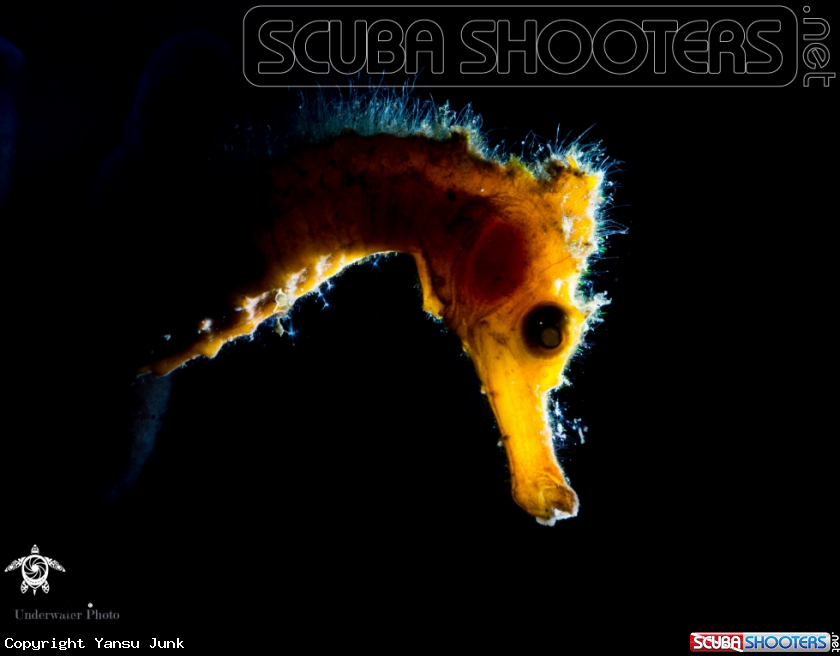 A Common seahorse