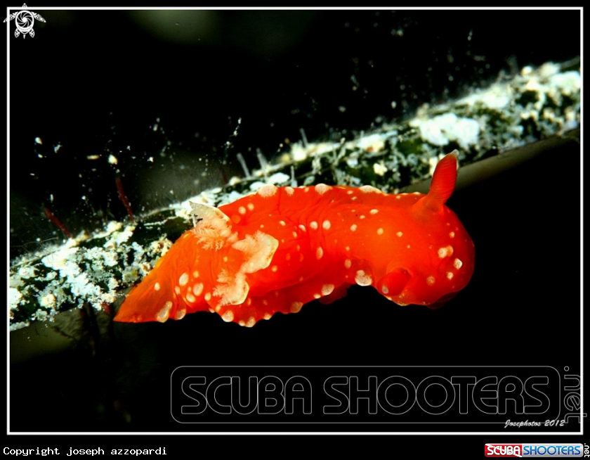 A nudi branch