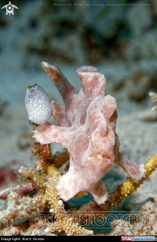 A Frog Fish