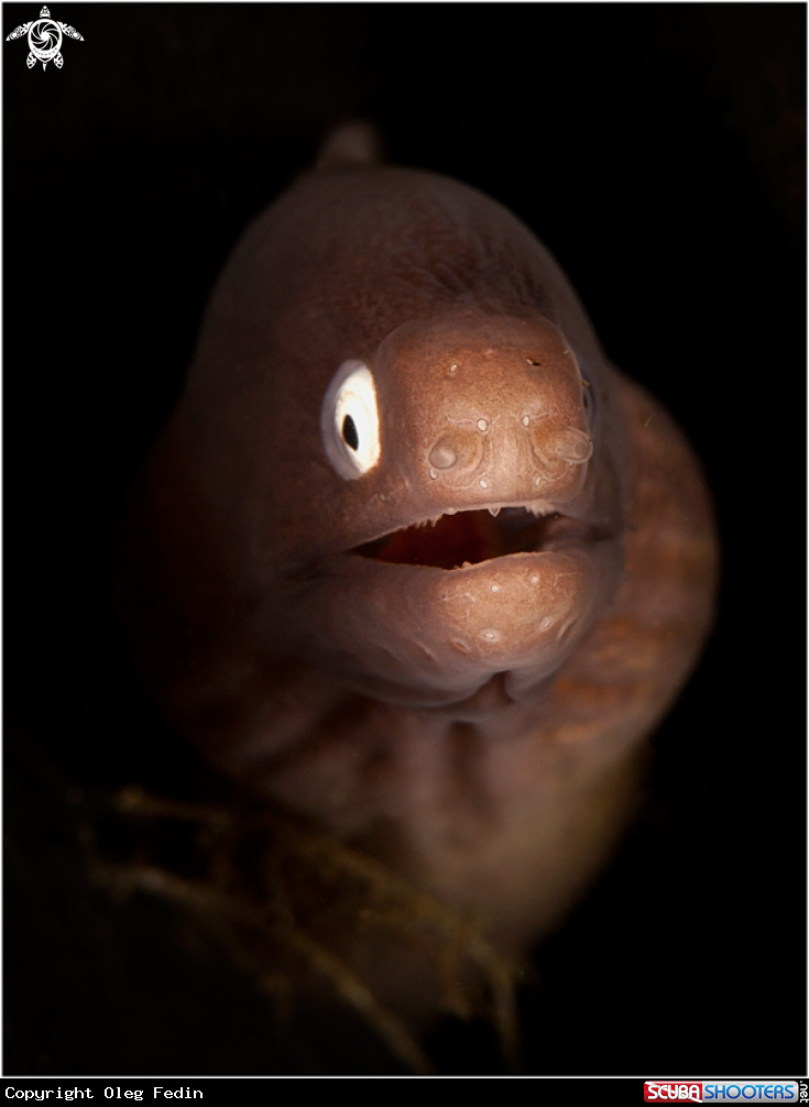 A underwater creature