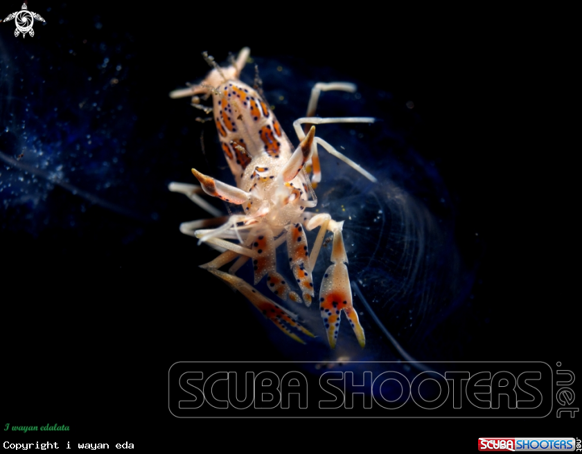 A Tiger Shrimp