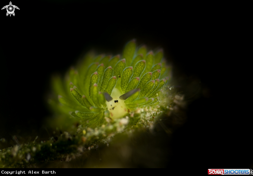 A Nudi