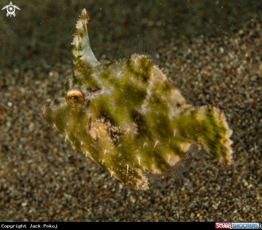 A Filefish