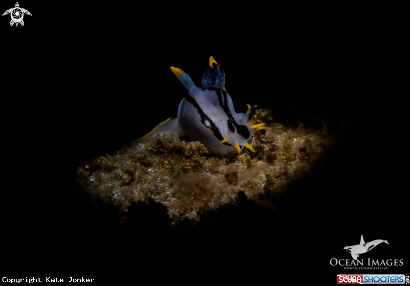 A Crowned Nudibranch