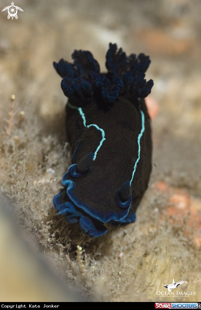 A Black Nudibranch