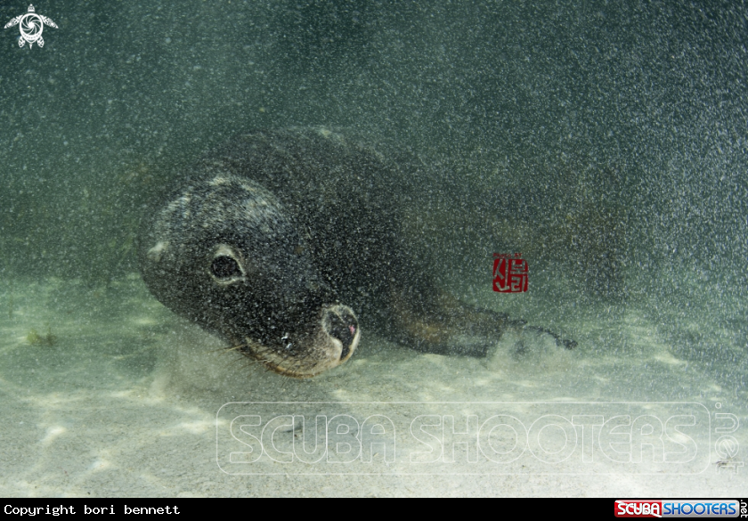 A Sea Lion