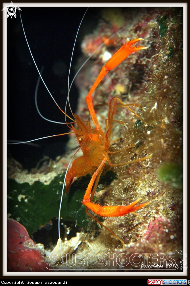 A shrimp
