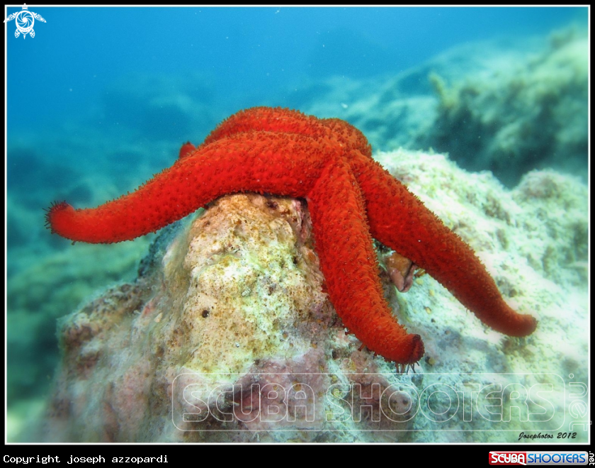 A starfish